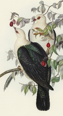 Rolgordijn verduisterend Vogels op een tak