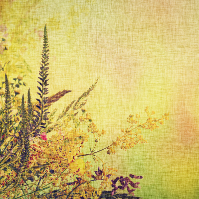 Rolgordijn voor het raam Planten