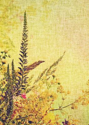 Rolgordijn voor het raam Planten