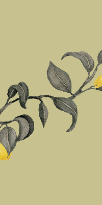 Rolgordijn verduisterend Citroenen aan de boom