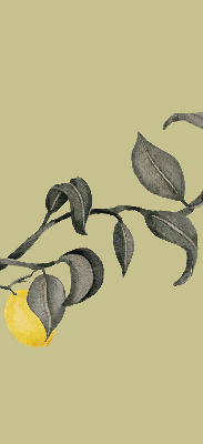 Rolgordijn verduisterend Citroenen aan de boom