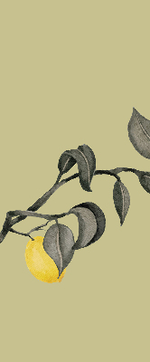 Rolgordijn verduisterend Citroenen aan de boom