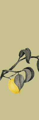 Rolgordijn verduisterend Citroenen aan de boom