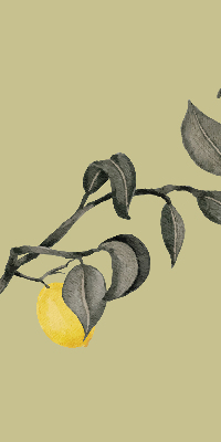 Rolgordijn verduisterend Citroenen aan de boom