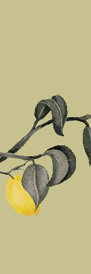 Rolgordijn verduisterend Citroenen aan de boom