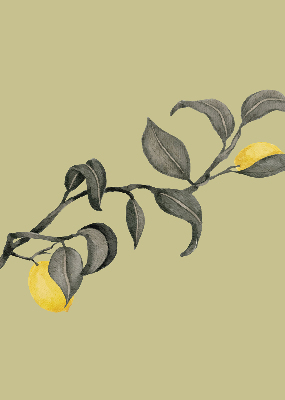 Rolgordijn verduisterend Citroenen aan de boom