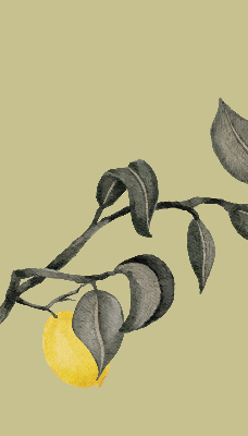 Rolgordijn verduisterend Citroenen aan de boom