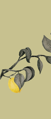 Rolgordijn verduisterend Citroenen aan de boom