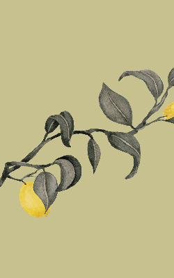 Rolgordijn verduisterend Citroenen aan de boom