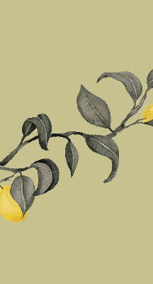 Rolgordijn verduisterend Citroenen aan de boom