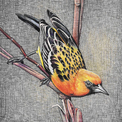 Rolgordijn voor het raam Een vogel op een tak