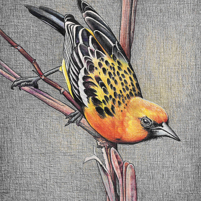 Rolgordijn voor het raam Een vogel op een tak