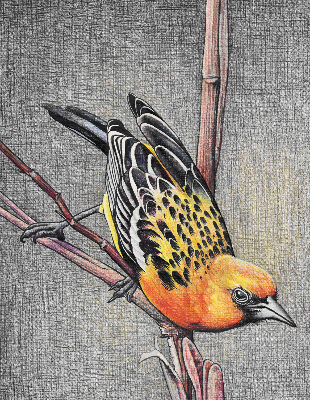 Rolgordijn voor het raam Een vogel op een tak