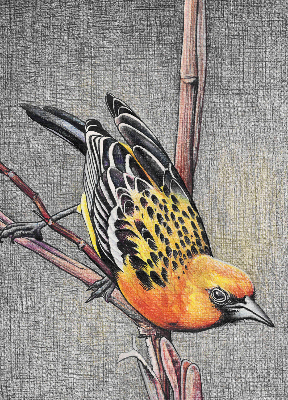 Rolgordijn voor het raam Een vogel op een tak