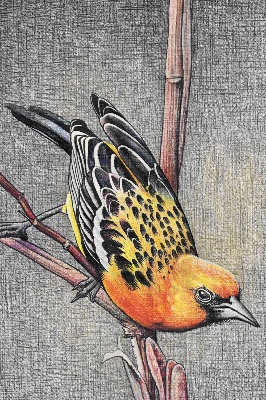 Rolgordijn voor het raam Een vogel op een tak