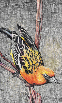 Rolgordijn voor het raam Een vogel op een tak