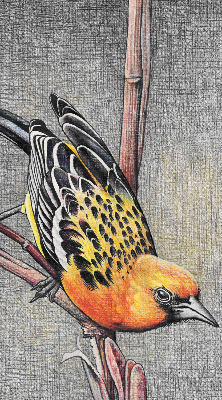 Rolgordijn voor het raam Een vogel op een tak