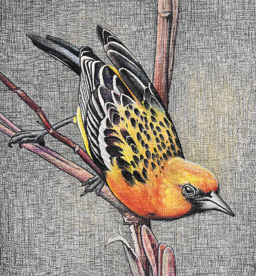 Rolgordijn voor het raam Een vogel op een tak