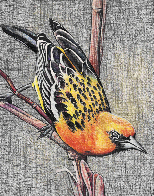 Rolgordijn voor het raam Een vogel op een tak