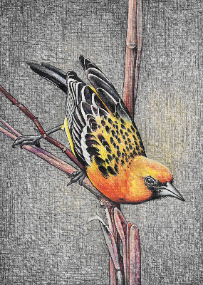 Rolgordijn voor het raam Een vogel op een tak