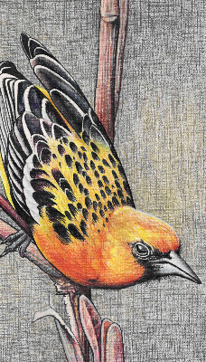 Rolgordijn voor het raam Een vogel op een tak