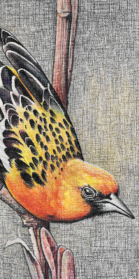 Rolgordijn voor het raam Een vogel op een tak