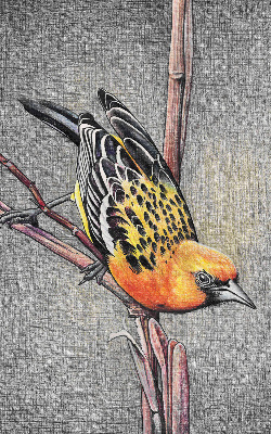 Rolgordijn voor het raam Een vogel op een tak