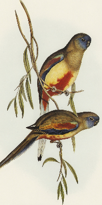 Rolgordijn verduisterend Twee vogels op een tak