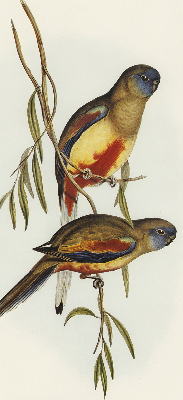 Rolgordijn verduisterend Twee vogels op een tak