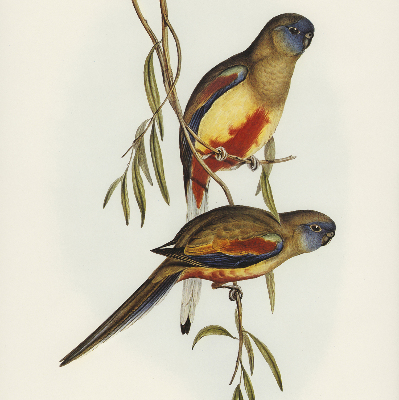 Rolgordijn verduisterend Twee vogels op een tak