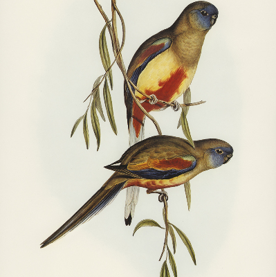 Rolgordijn verduisterend Twee vogels op een tak