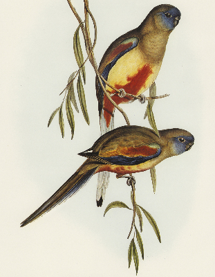 Rolgordijn verduisterend Twee vogels op een tak