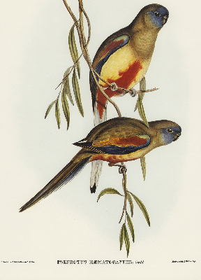 Rolgordijn verduisterend Twee vogels op een tak