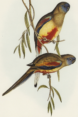 Rolgordijn verduisterend Twee vogels op een tak