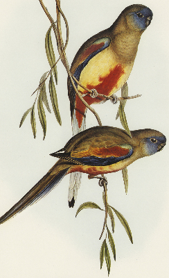 Rolgordijn verduisterend Twee vogels op een tak