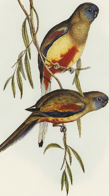 Rolgordijn verduisterend Twee vogels op een tak