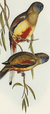 Rolgordijn verduisterend Twee vogels op een tak