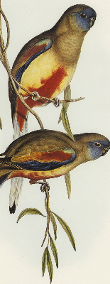 Rolgordijn verduisterend Twee vogels op een tak