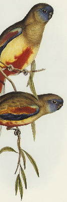 Rolgordijn verduisterend Twee vogels op een tak