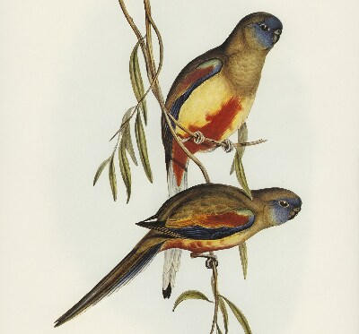 Rolgordijn verduisterend Twee vogels op een tak