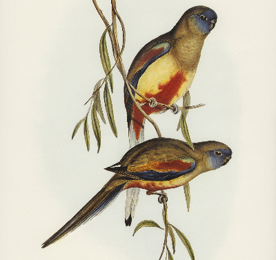 Rolgordijn verduisterend Twee vogels op een tak