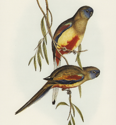 Rolgordijn verduisterend Twee vogels op een tak