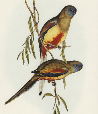 Rolgordijn verduisterend Twee vogels op een tak