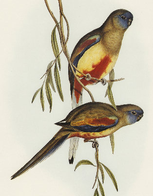 Rolgordijn verduisterend Twee vogels op een tak