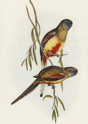 Rolgordijn verduisterend Twee vogels op een tak