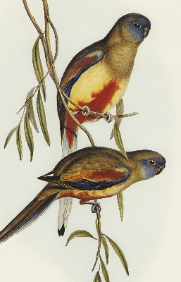 Rolgordijn verduisterend Twee vogels op een tak