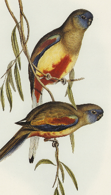 Rolgordijn verduisterend Twee vogels op een tak