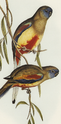 Rolgordijn verduisterend Twee vogels op een tak