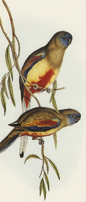 Rolgordijn verduisterend Twee vogels op een tak