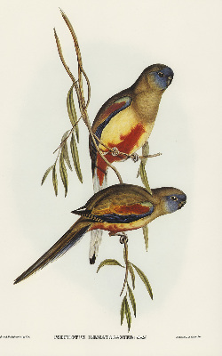 Rolgordijn verduisterend Twee vogels op een tak